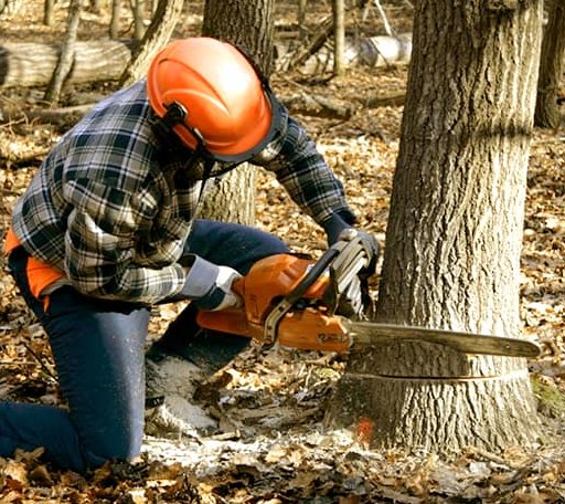 Tree Removal in Spencer, MA
